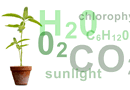 Photosynthesis Formula Balanced