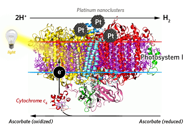 Photosynthesis Formula Balanced