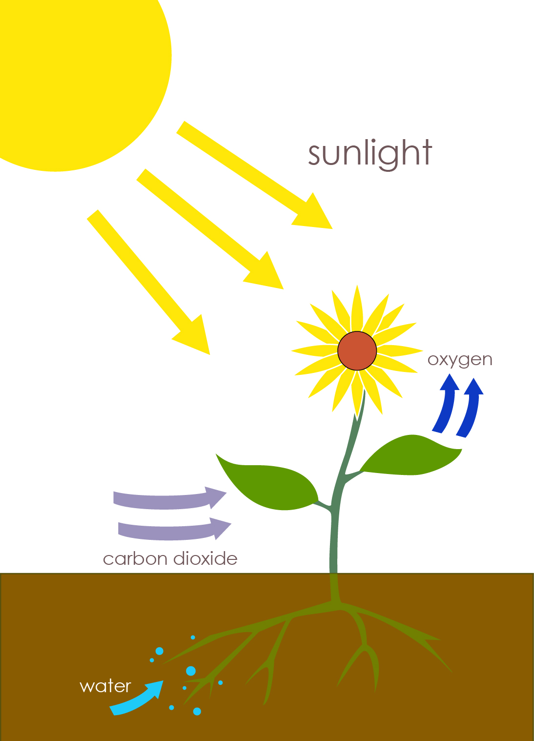 Photosynthesis Formula For Kids