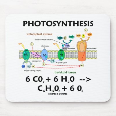 Photosynthesis Formula For Kids