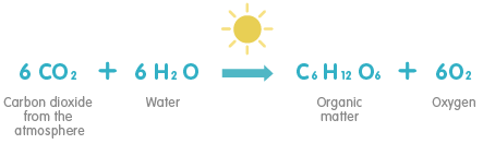 Photosynthesis Formula Game