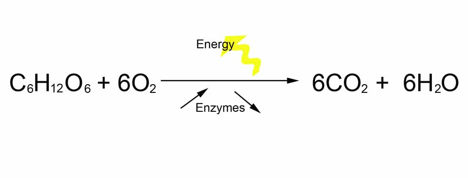 Photosynthesis Formula Game