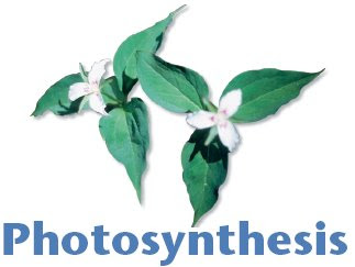 Photosynthesis Formula Song