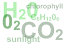 Photosynthesis Formula Song