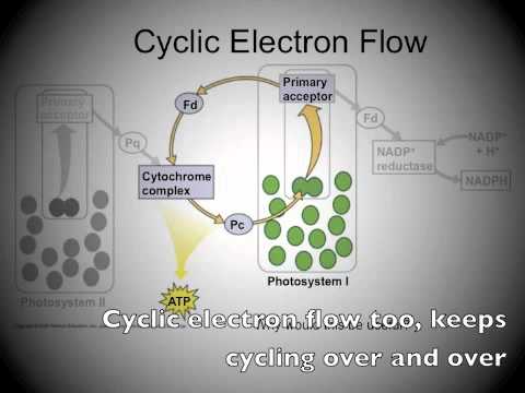 Photosynthesis Formula Song