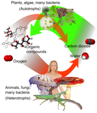 Photosynthesis Formula Wikipedia