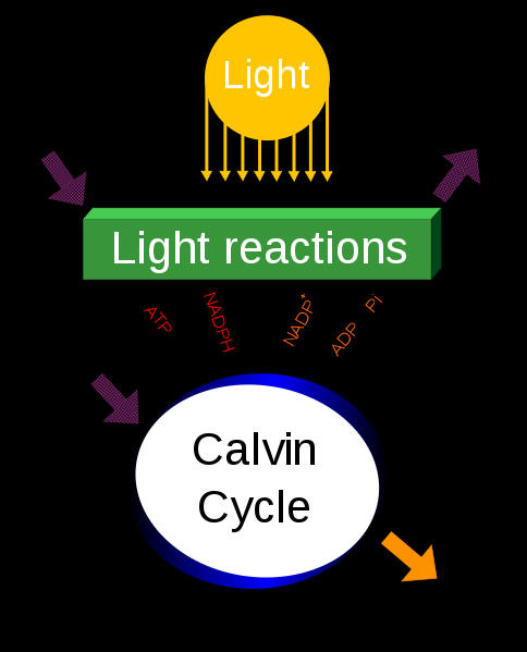 Photosynthesis Formula Wikipedia