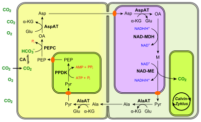 Photosynthesis Formula Wikipedia