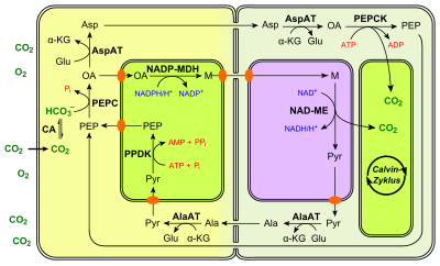 Photosynthesis Formula Wikipedia