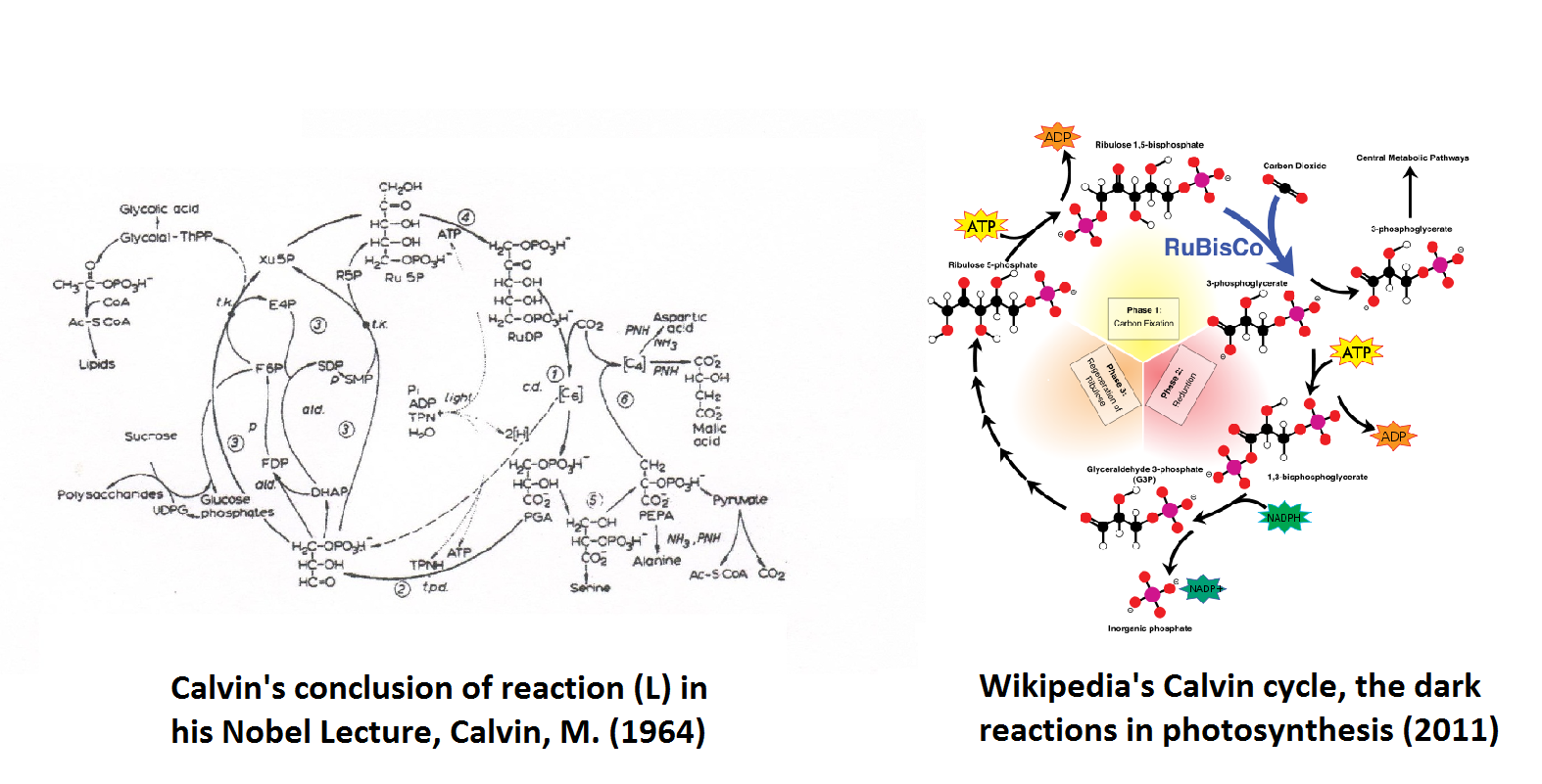 Photosynthesis Formula Wikipedia