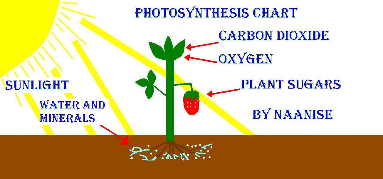 Photosynthesis Process