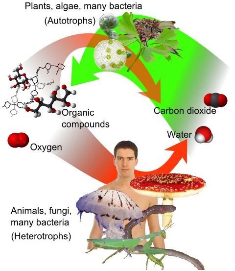 Photosynthesis Process