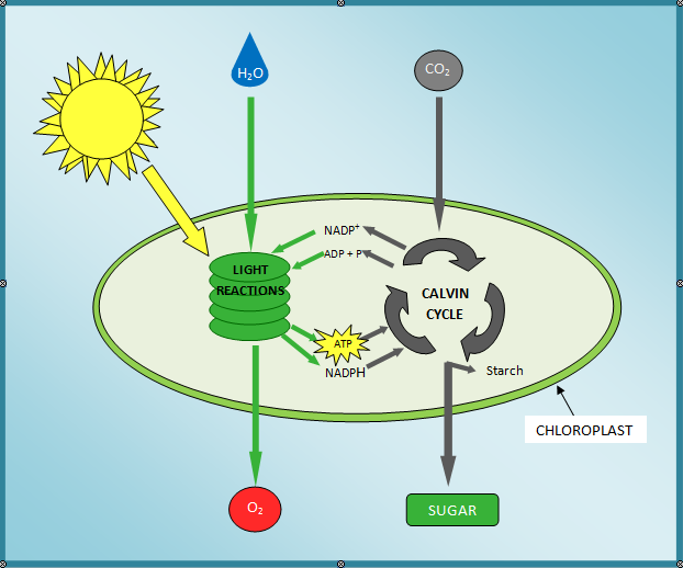 Photosynthesis Process