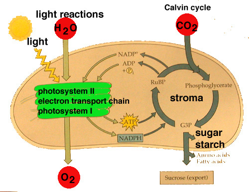 Photosynthesis Process Diagram