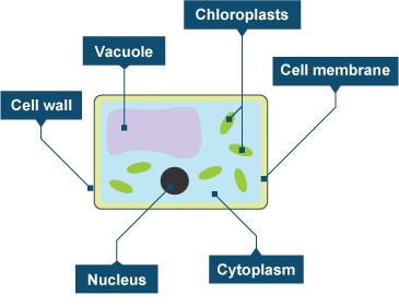 Photosynthesis Process Diagram