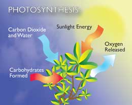 Photosynthesis Process In Plants