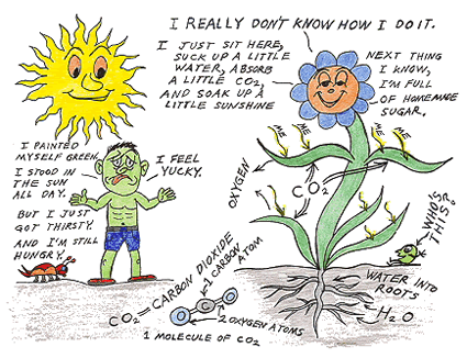 Photosynthesis Process In Plants