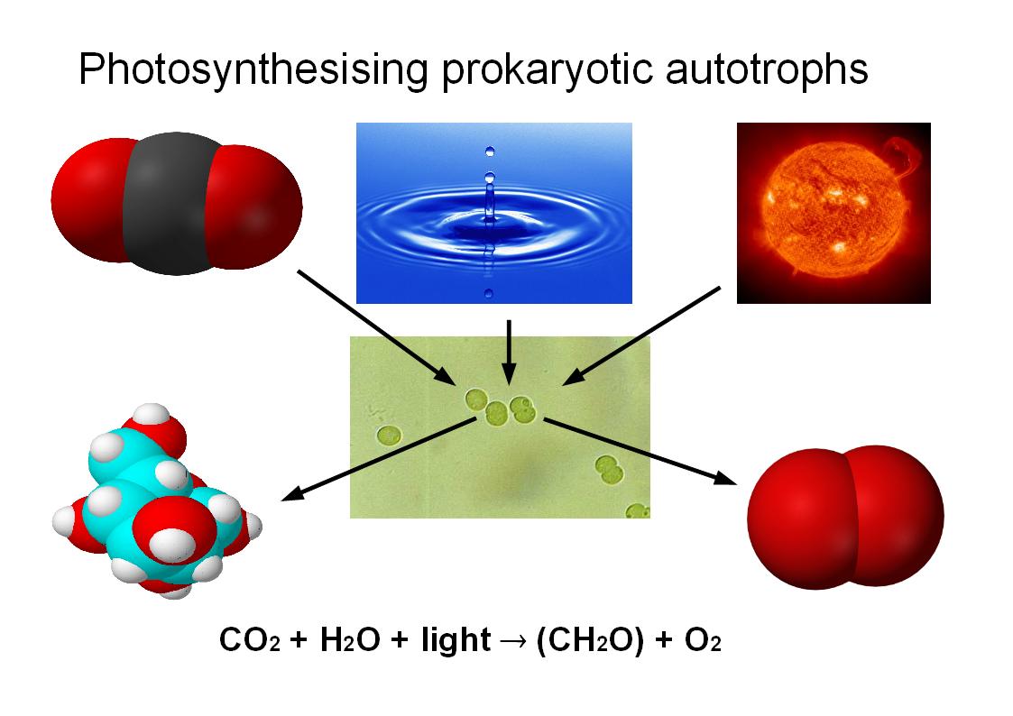 Photosynthesis Process In Plants Pdf