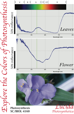 Photosynthesis Process In Plants Pdf