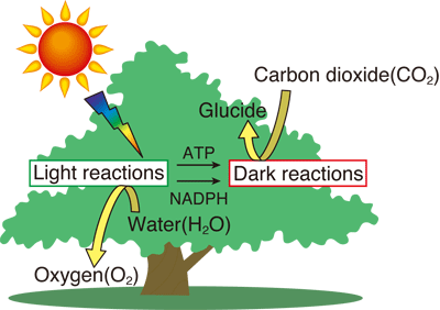 Photosynthesis Process Steps