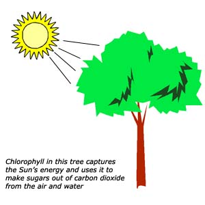 Photosynthesis Process Summary