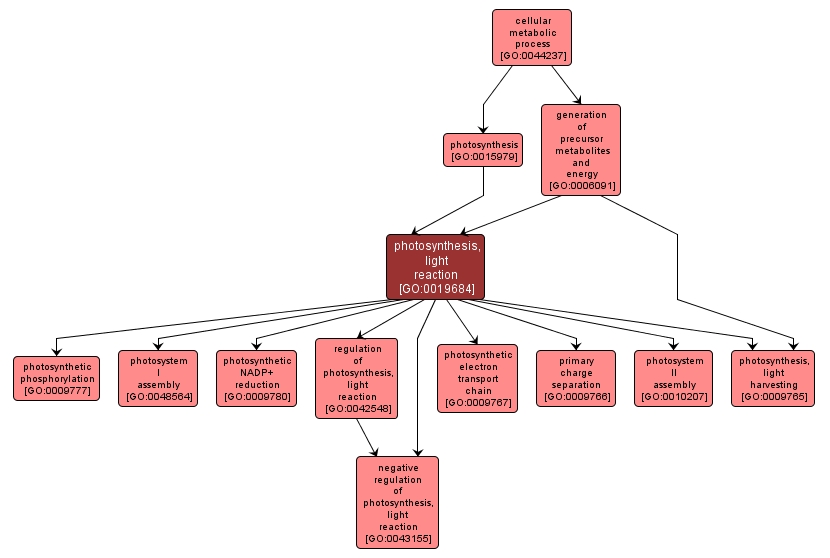 Photosynthesis Process Summary