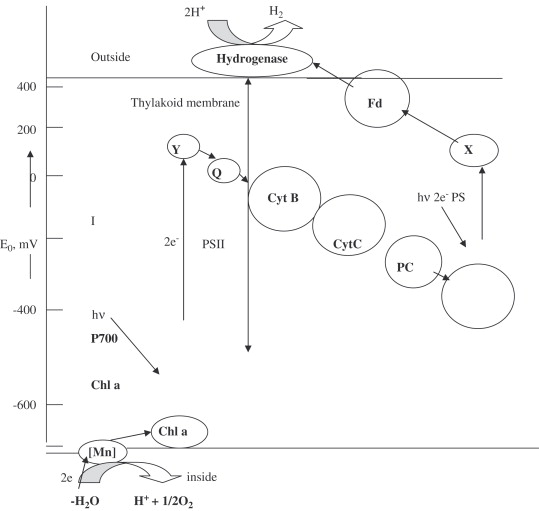 Photosynthesis Process Summary