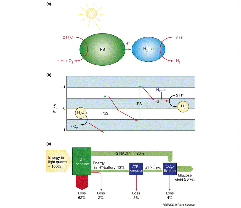 Photosynthesis Process Summary