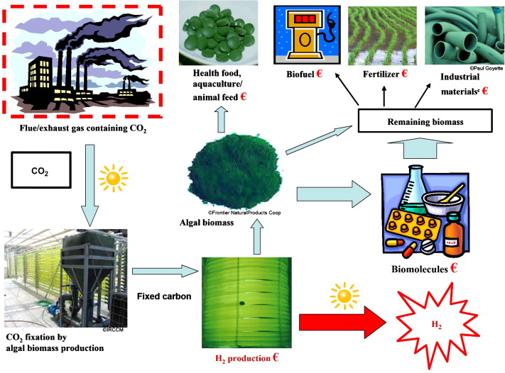 Photosynthesis Process Summary