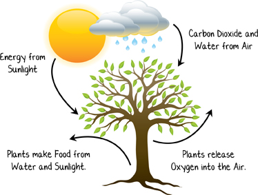 Photosynthesis Process Video