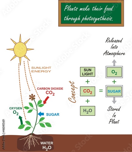 Photosynthesis Process Video