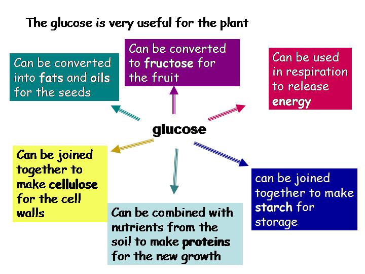 Photosynthesis Word Equation