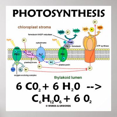 Photosynthesis Word Equation For Kids