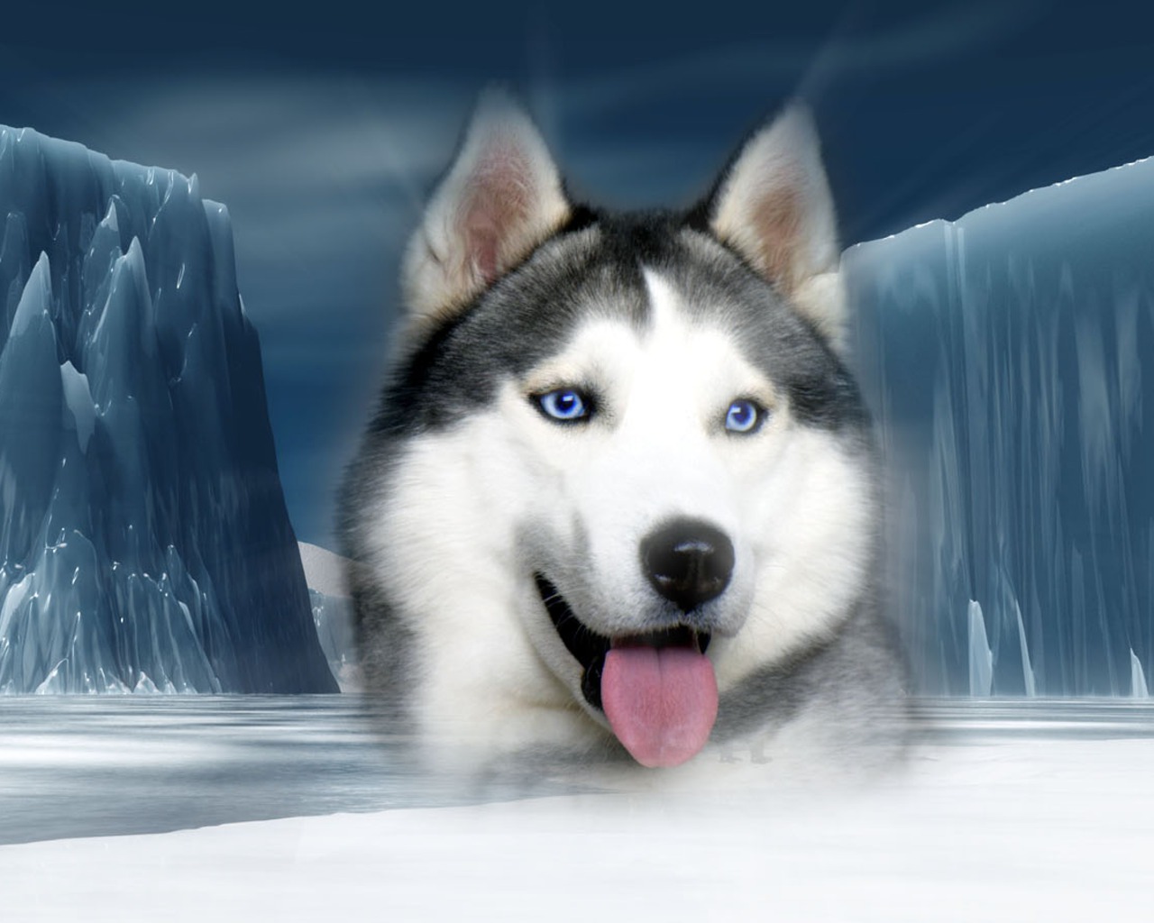 Pics Of Huskies Dogs