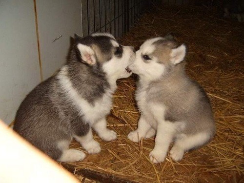 Pics Of Huskies Dogs