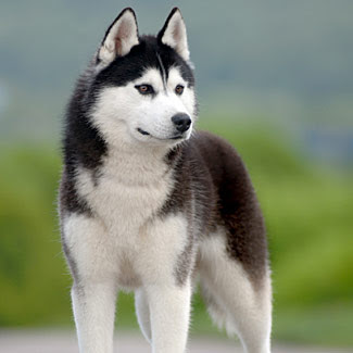 Pics Of Huskies Dogs