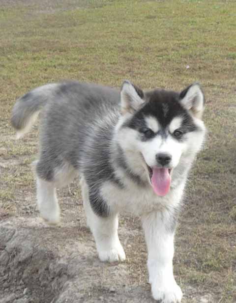 Pics Of Huskies Dogs