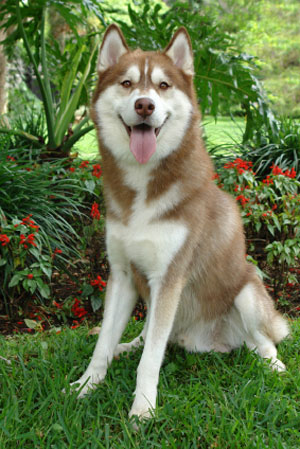 Pics Of Huskies Dogs