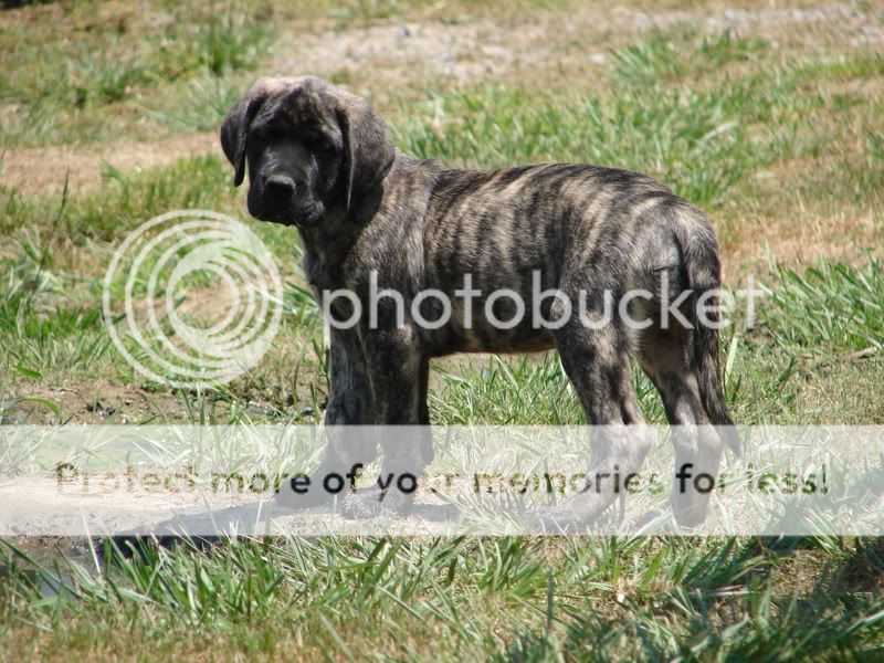 Pictures Of English Mastiff Puppies