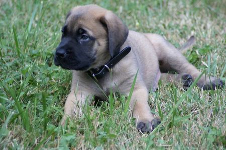 Pictures Of English Mastiff Puppies