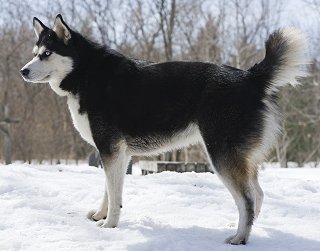 Pictures Of Huskies Dogs