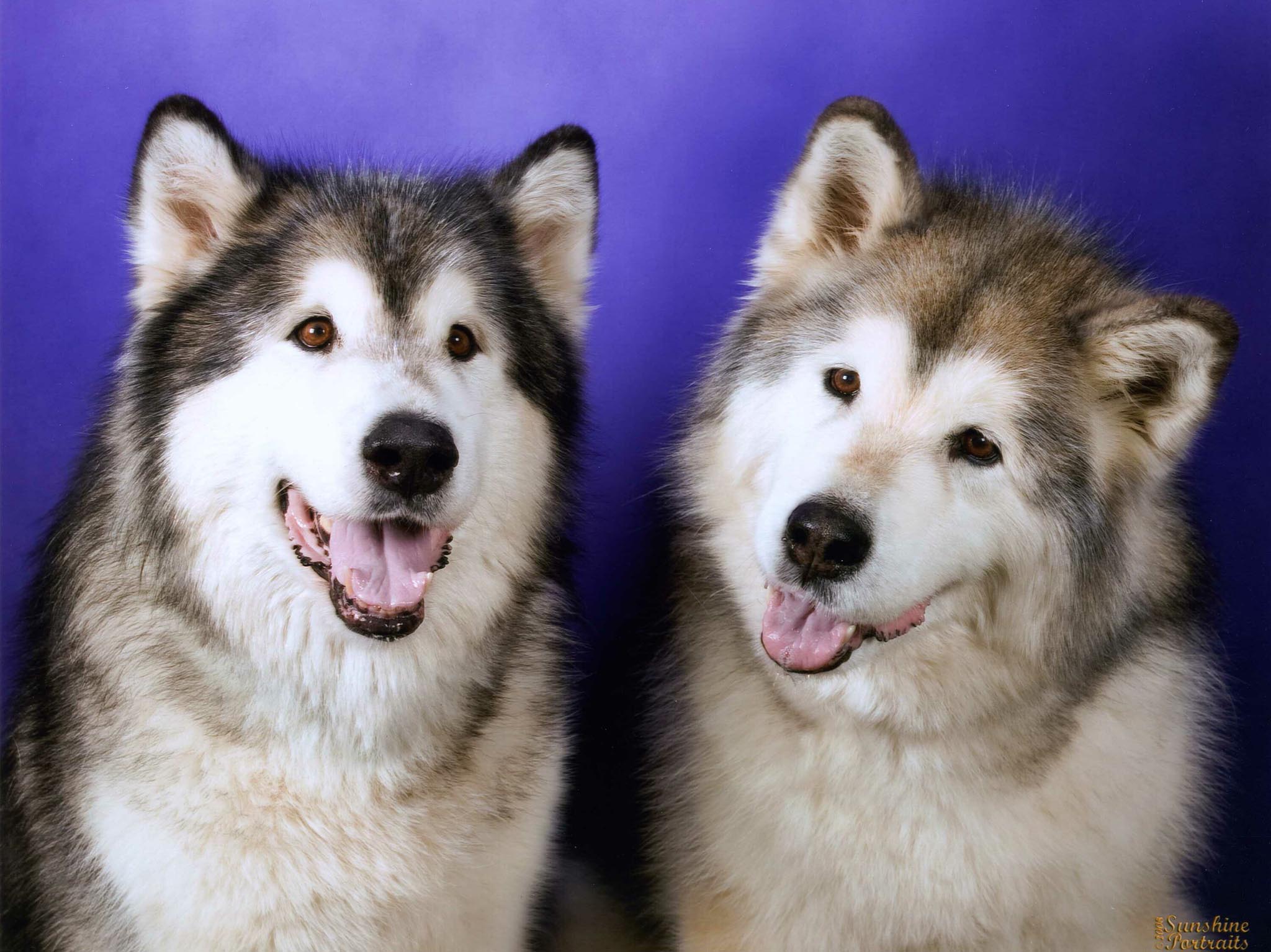 Pictures Of Huskies Dogs