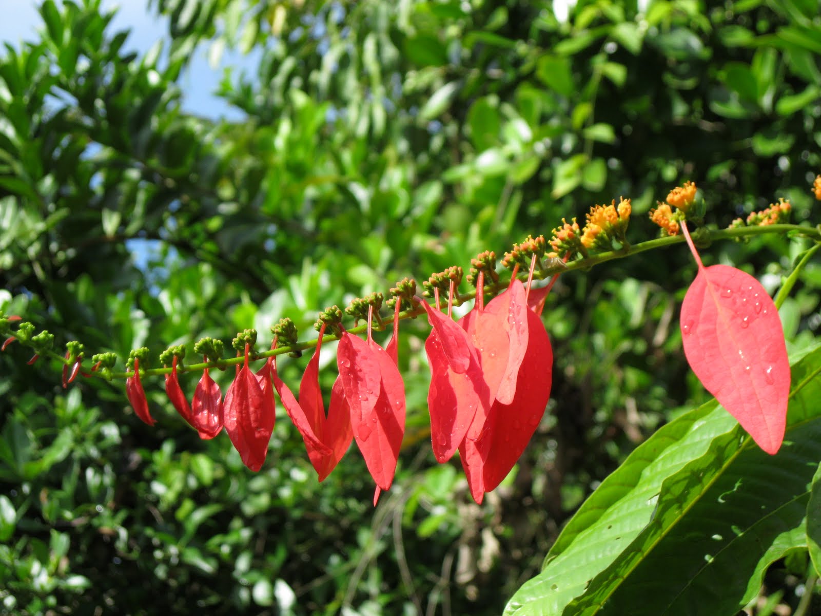 Pictures Of Plants In The Rainforest