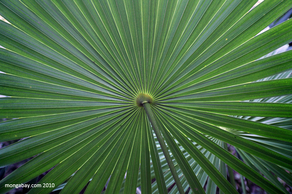 Pictures Of Plants In The Rainforest