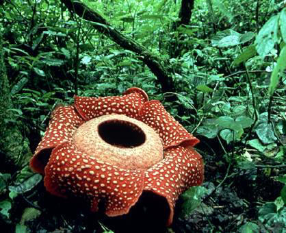 Pictures Of Plants In The Rainforest