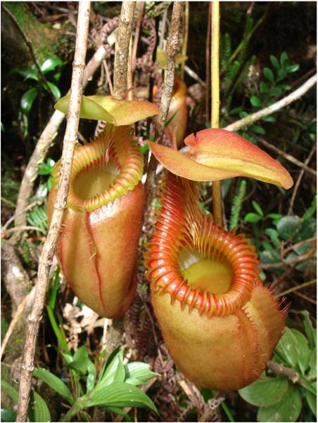 Pictures Of Plants In The Rainforest