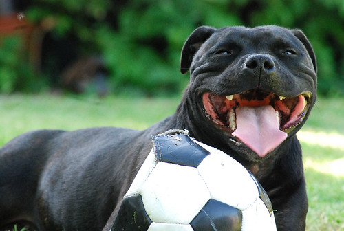 Pictures Of Staffies Puppies