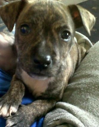 Pictures Of Staffies Puppies