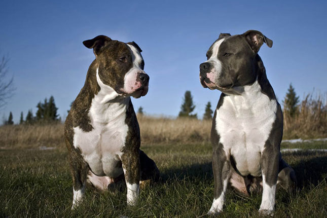 Pictures Of Staffordshire Terrier Dogs