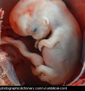 Placenta And Umbilical Cord